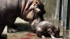 Zoológico de Cincinnati revela el nombre del hermano pequeño de Fiona, el hipopótamo