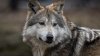 Causa indignación la muerte de un lobo gris mexicano