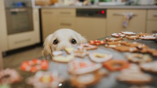 Perro mirando las galletas de Navidad