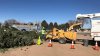 PNM revela que Albuquerque y Río Rancho reciclaron más de 5,000 árboles de Navidad