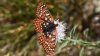 En peligro de extinción una mariposa endémica de Nuevo México