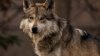 Encuentran al norte de Nuevo México a loba gris que se escapó de su reserva