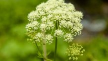 Umbrella Cicuta virosa (hemlock) on a  blurred background