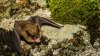 Confirman el primer caso de la enfermedad fúngica de murciélagos en hibernación en el estado