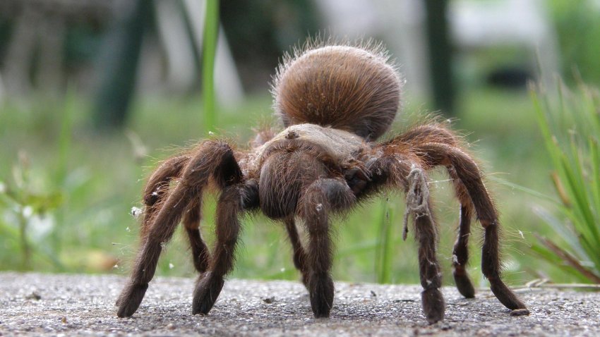 tarantula en Texas