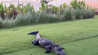 Fotografía cedida por la Oficina del alguacil del Condado de Collier donde se aprecia un caimán, una hembra de 6,9 pies (2,1 metros), que atacó a un hombre en el campo de golf Forest Glen, en el Condado de Collier