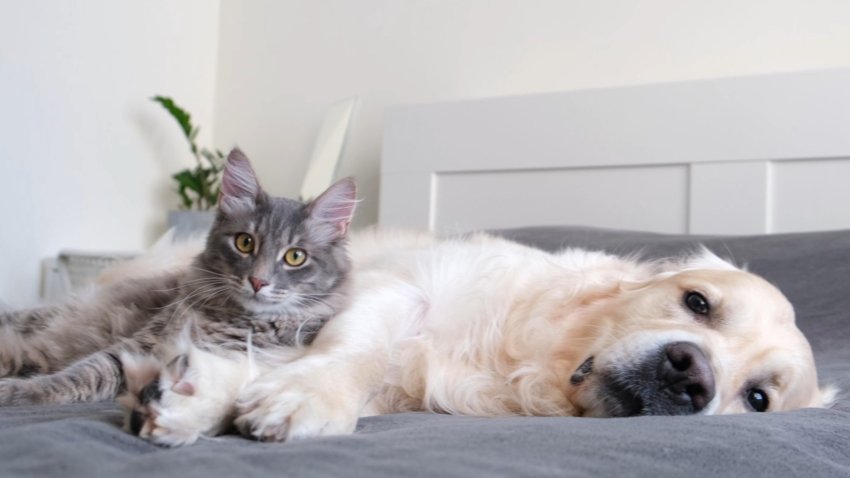 Tres aplicaciones móviles que pueden facilitar la vida de tu mascota