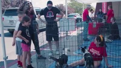 Desocupando los Albergues: adoptan más de setecientos perros en Nuevo México