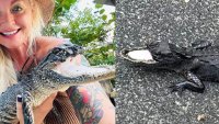 Rescatan a caimán sin nariz en Florida y le encuentran un nuevo hogar