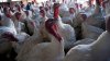 Reaparece la mortal gripe aviar en aves de corral para consumo humano en granjas de EEUU