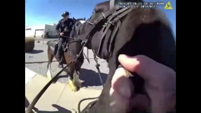 APD HORSE CHASE