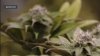 Autoridades urgen el consumo responsable de marihuana frente al 20 de abril