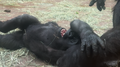 Captan en video tierno momento de mamá gorila haciéndole cosquillas a su hijo