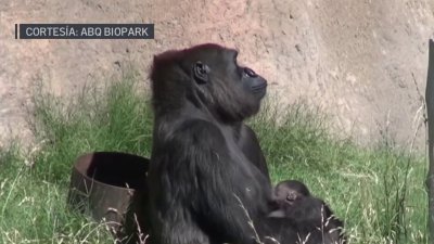 Zoológico de Albuquerque le da la bienvenida a un nuevo gorila