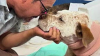 Pancho: el perro que arriesgó su vida para salvar a su familia