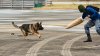 Perro policía de Nuevo México en problemas: está bajo investigación por morder a agentes