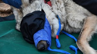 El Servicio de Pesca y Vida Silvestre señaló que la loba, nacida en 2021, se había adentrado en un territorio donde no hay otros lobos con quienes reproducirse.