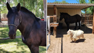 El caballo se retiró a la propiedad del actual sargento de la Unidad a Caballo de APD, donde pudo vivir su retiro con otro caballo, animales de corral y mucho amor del sargento y su familia.