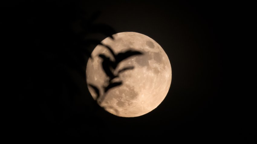 CHONGQING, CHINA – 17 DE SEPTIEMBRE: La Superluna es parcialmente oscurecida por las ramas de los árboles, proyectando un suave resplandor durante el Festival del Medio Otoño el 17 de septiembre de 2024, en Chongqing, China. (Foto de Cheng Xin/Getty Images)