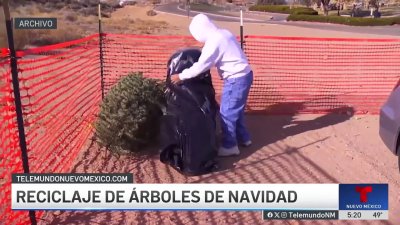 Reciclaje de árboles naturales de navidad