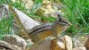 Clasifican a la ardilla listada de Peñasco como especie en peligro de extinción
