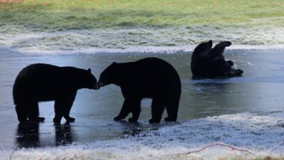 En video: captan a osos juguetones “peleando” en lago congelado