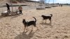 Abren nuevo parque para perros en Albuquerque