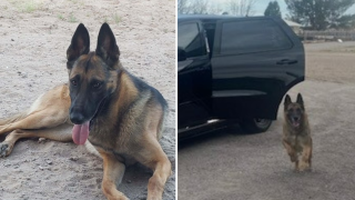 “K-9 Leo era más que un perro de trabajo, era un compañero querido y un héroe en la comunidad a la que servía”, informó la Policía Estatal.