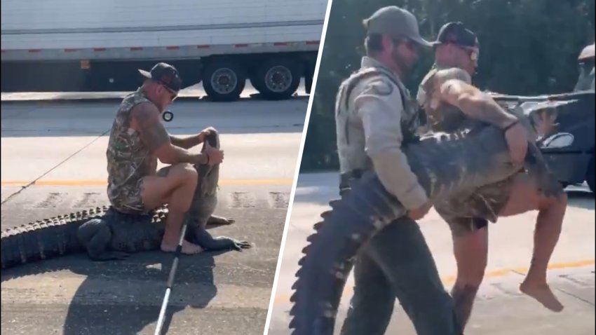 A man wrangles a gator on the highway