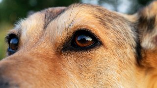 Los médicos o veterinarios que sospechen de la presencia de peste deben reportarlo de inmediato a la línea de ayuda del NMDOH llamando al 1 (833) 796-8773. (imagen de archivo)