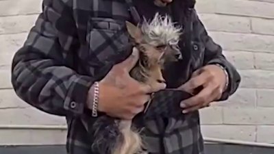 Perro arrojado a un policía está bien y regresará a casa