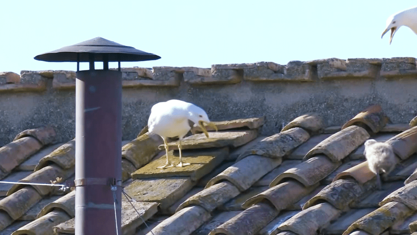 Seagull and chick on roof of Sistene Chapel