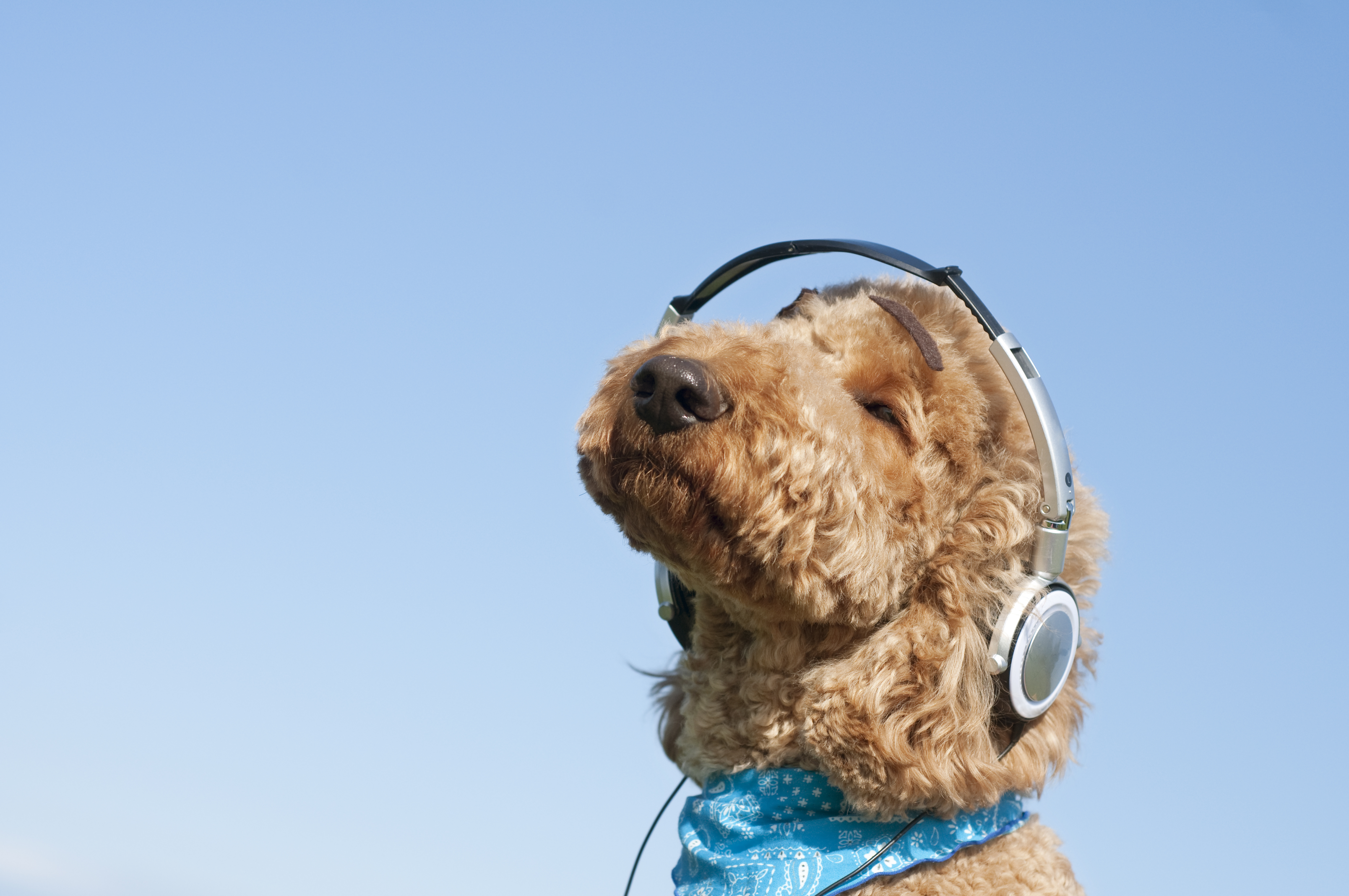 Sonidos para mascotas: por qué algunos dueños comparten música con sus perros