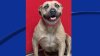 Desocupar los albergues: Dorothy busca un hogar