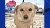 Desocupar los Albergues: Cooper busca una familia